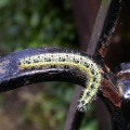 large white (Pieris brassicae) larva - Kenneth Noble